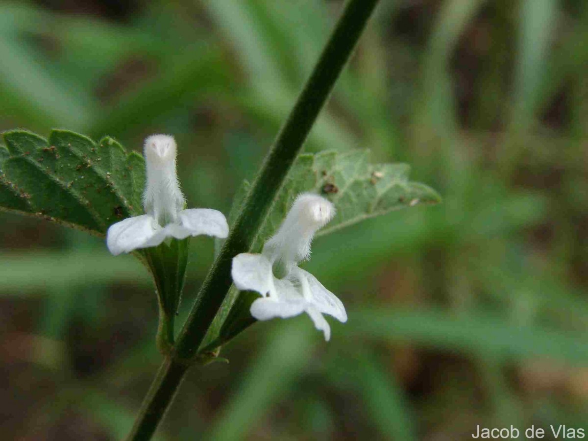 Leucas biflora (Vahl) Sm.